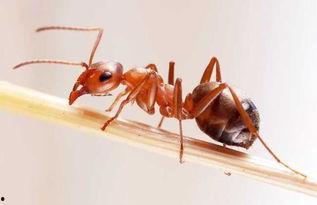 蚂蚁吃瓜图片,瓜田里的美食探险记