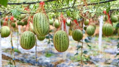 南宁东吃瓜,一场热闹非凡的吃瓜盛宴