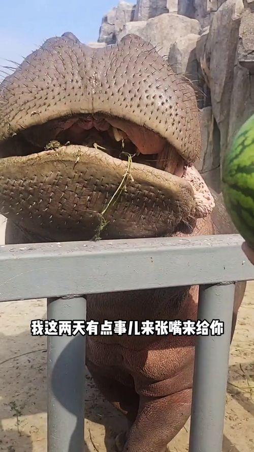 吃瓜动物搞笑配音,动物界的搞笑配音大作战