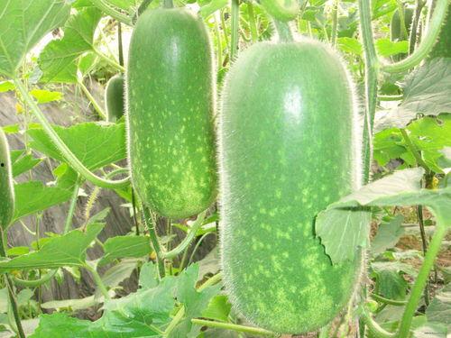 吃瓜解说音频大全,揭秘娱乐圈幕后故事