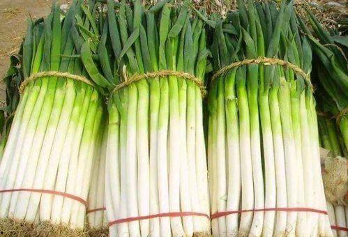 吃瓜和吃大葱哪个容易饿死,揭秘哪个更容易导致饿死之谜