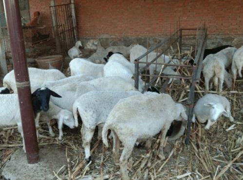 羊吃角瓜好吗怎么吃的,羊吃角瓜的食用方法与营养价值解析