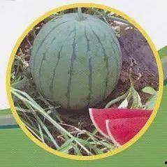 汾阳的吃瓜事件,一场网络热议背后的真相与反思