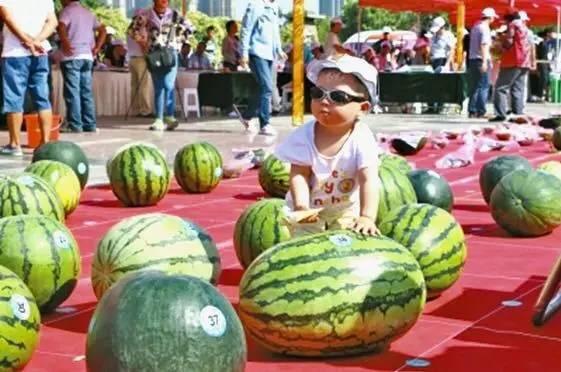 每日吃瓜大赛全国,全国瓜农竞技盛宴