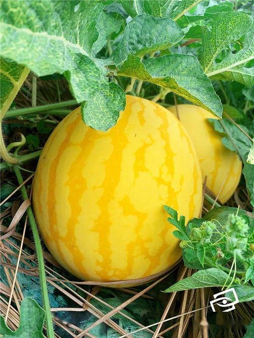 欢乐海吃瓜,揭秘娱乐圈幕后故事