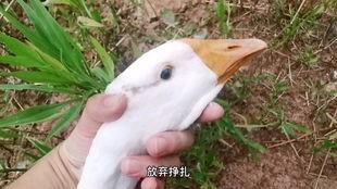 吃西瓜的瓜娃子,甜蜜回忆与味蕾狂欢