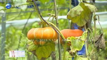 香炉瓜图片怎么吃,解锁传统佳肴的烹饪秘诀