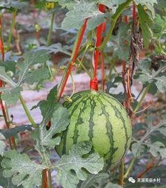 qq福利吃瓜,吃瓜群众如何畅享网络盛宴