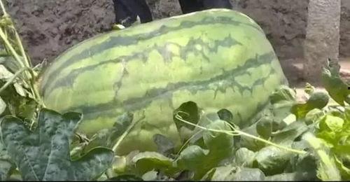 八八吃瓜,揭秘娱乐圈那些不为人知的幕后故事