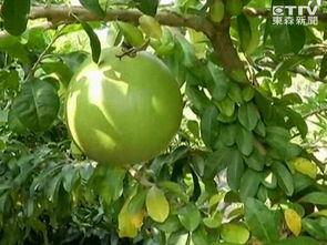 树瓜什么吃,探寻大自然的馈赠与味蕾的邂逅