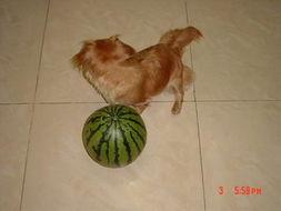 狗儿吃贝贝瓜,引发宠物饮食安全思考