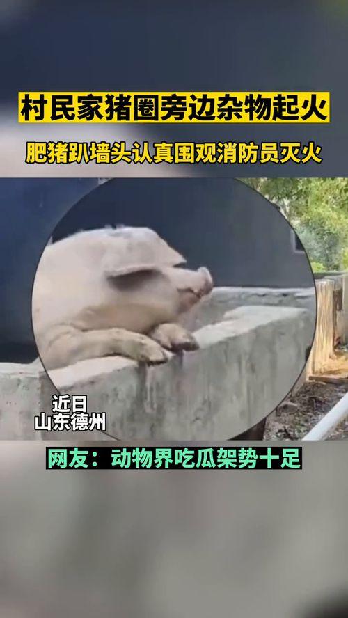 吃瓜群众动物看热闹