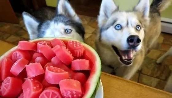 我家狗狗自己吃瓜,瓜果成新宠