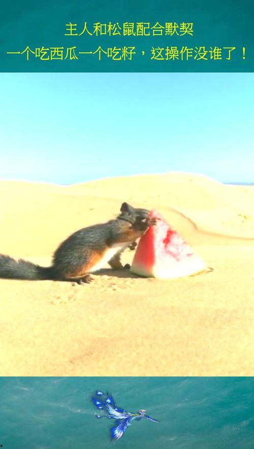 松鼠可以吃瓜,瓜香四溢的生态乐章