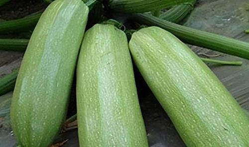 吃根的瓜,探寻吃根的瓜的秘密