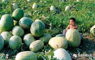 山东花店吃瓜后续,真相大白，网友热议不断