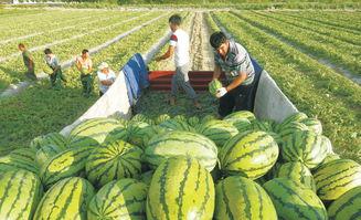 五一刚过吃大瓜,揭秘五一期间的美食风云