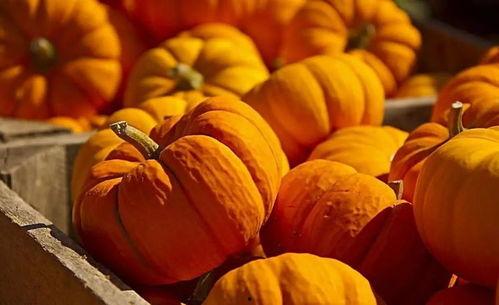 吃瓜补脑科普,揭秘日常饮食中的大脑营养秘密