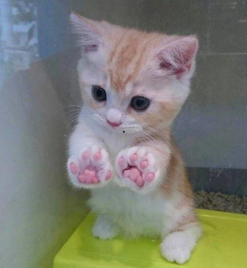 猫咪吃瓜文案短句图片,猫咪吃瓜萌态瞬间