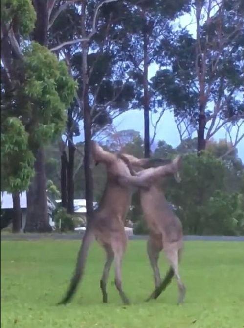 袋鼠吃瓜吗,揭秘它们是否吃瓜之谜