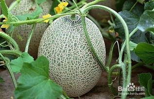 新疆必吃的瓜,探寻新疆必尝的甜蜜诱惑