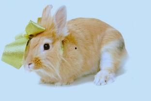 宠物兔吃哈密瓜