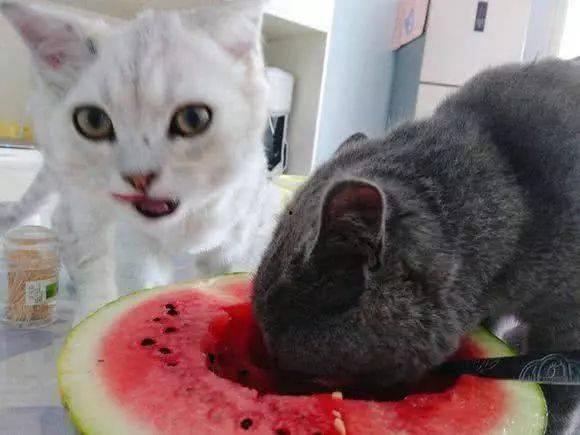 星星猫吃瓜基地,揭秘娱乐圈幕后风云