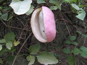 罗平吃瓜,揭秘娱乐圈背后的秘密与真相