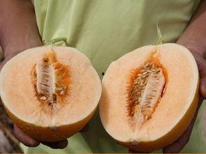 蜜包瓜怎么吃,蜜包瓜的多样食用方法与美味体验