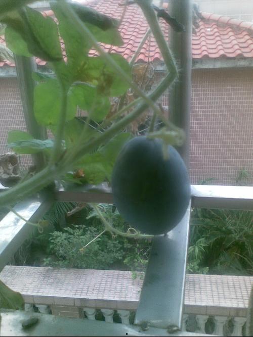 烈阳吃瓜,夏日消暑美食之旅