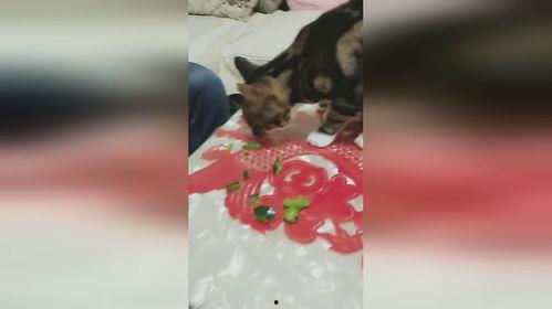 猫嗑瓜吃巧克力,趣味宠物日常趣事