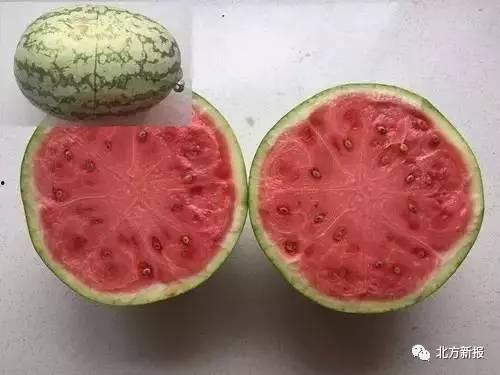 吃瓜的假照片,真相与谣言的较量