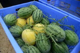 吃瓜免费在线吃瓜,免费在线吃瓜，尽享娱乐时光