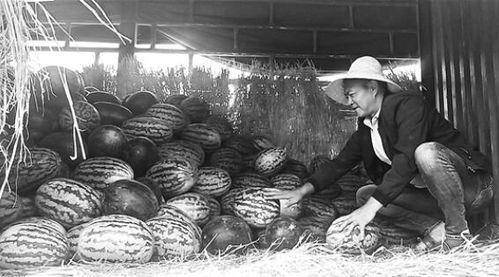 威县吃瓜群众案件,揭秘网络谣言背后的真相