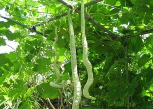 骨折可以吃蛇瓜吗,蛇瓜的适宜与禁忌