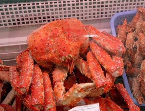 帝王蟹能和角瓜一起吃吗,帝王蟹与角瓜的搭配食用探讨