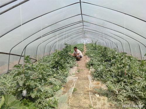 田间吃瓜评价,品鉴自然之美，感受田园生活