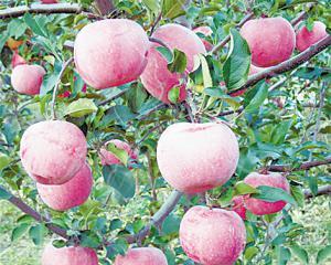 怀来县吃瓜,探寻瓜乡美食之旅