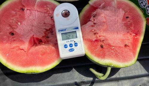 师兄吃8424麒麟瓜