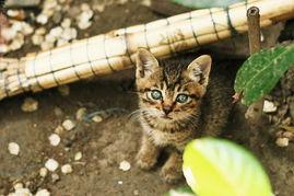 吃瓜少年vs干饭猫,一场趣味横生的美食对决