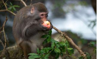 猴吃瓜图片可爱,可爱瞬间引网友热议  第1张