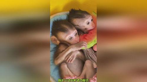 猴吃瓜图片可爱,可爱瞬间引网友热议  第3张