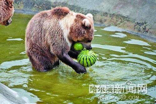 动物集体吃瓜 第2张 动物集体吃瓜 第2张