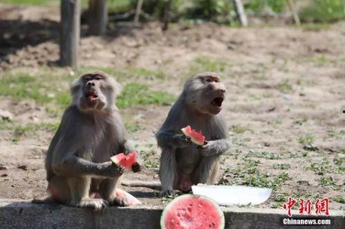 动物集体吃瓜 第3张 动物集体吃瓜 第3张