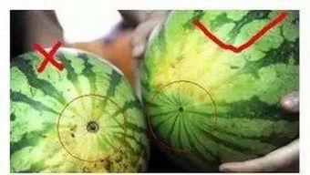 福州游神吃瓜,揭秘城市美食背后的故事与趣闻 第1张 福州游神吃瓜,揭秘城市美食背后的故事与趣闻 第1张