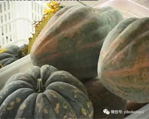 淄博范冉冉吃瓜,揭秘网络舆论背后的真相 第1张 淄博范冉冉吃瓜,揭秘网络舆论背后的真相 第1张