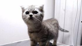 吃瓜七喵,揭秘娱乐圈那些不为人知的幕后故事  第3张