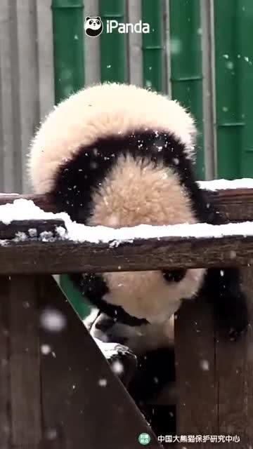 吃瓜小熊晴天,晴天吃瓜小熊的欢乐日常  第3张