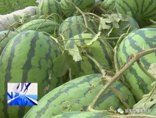 西瓜 滞销 吃瓜群众,吃瓜群众如何助力解困？  第1张