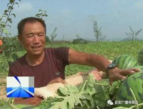 西瓜 滞销 吃瓜群众,吃瓜群众如何助力解困？  第2张